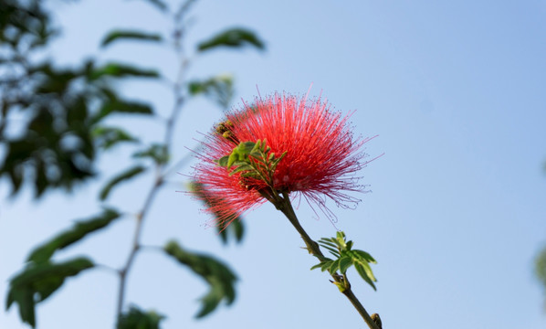 株樱花