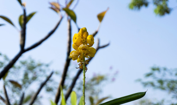 翅荚决明花