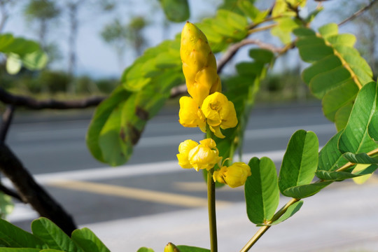 翅荚决明花