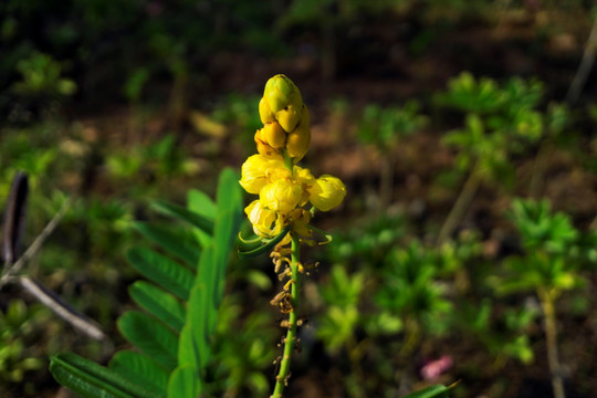 翅荚决明花