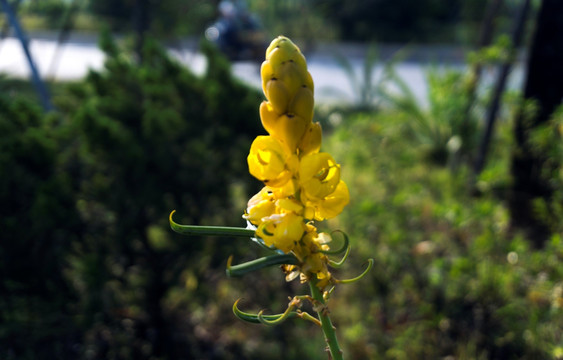 翅荚决明花