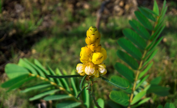 翅荚决明花