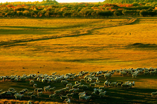 湿地草原羊群傍晚