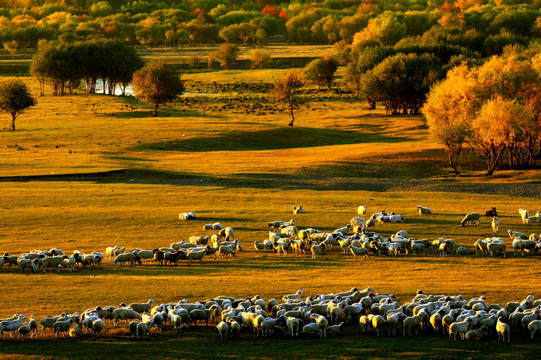 湿地羊群草原傍晚