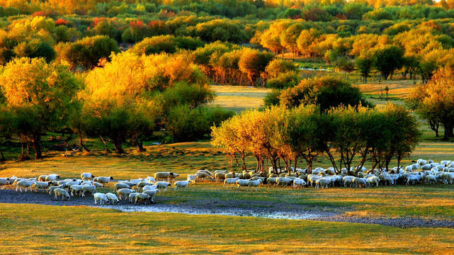 湿地河流羊群树丛