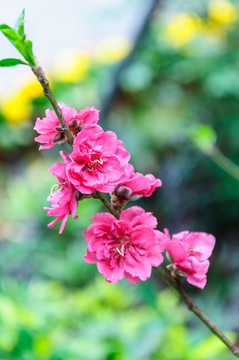 梅花