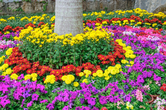 春节花坛