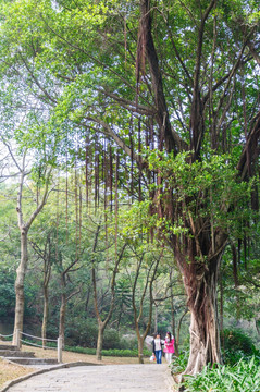 石景山公园景色