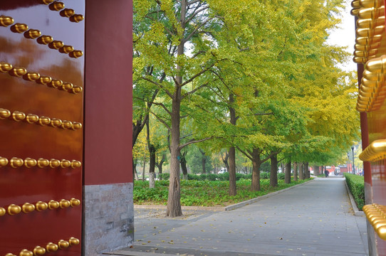 北京地坛公园银杏