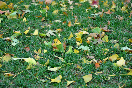 绿地上的落叶