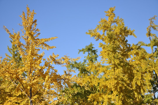一树金色满目秋