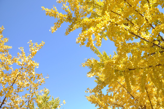 一树金色满目秋