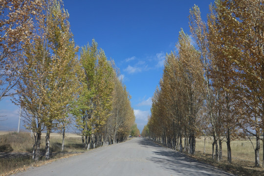 白杨树 林荫道