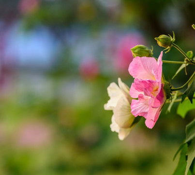 芙蓉花