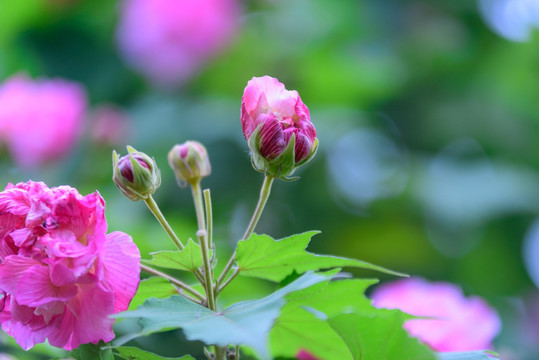 芙蓉花