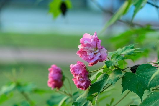 芙蓉花