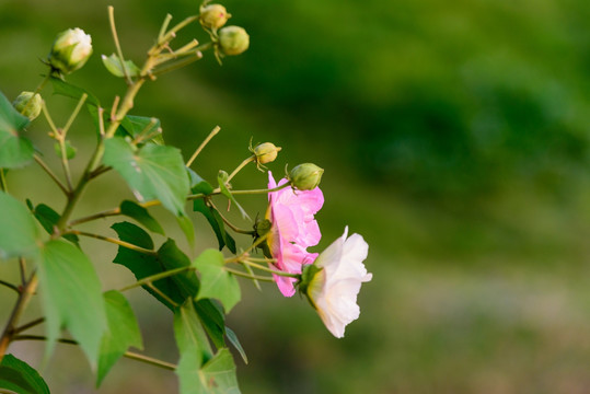 芙蓉花