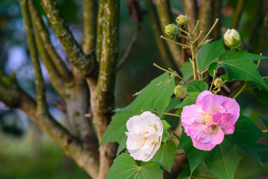 芙蓉花