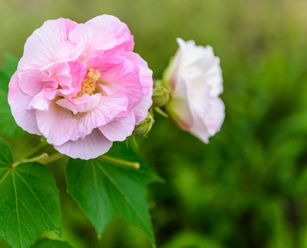 芙蓉花