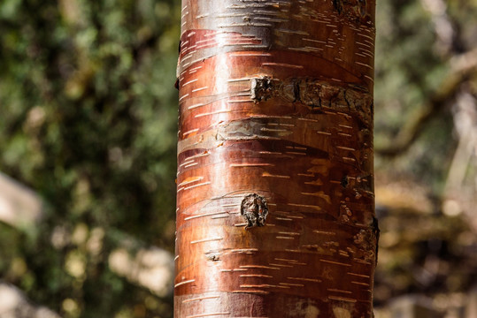 红桦树干纹理