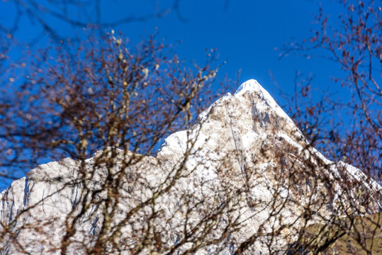 树枝背景 四姑娘山幺妹峰大雪山