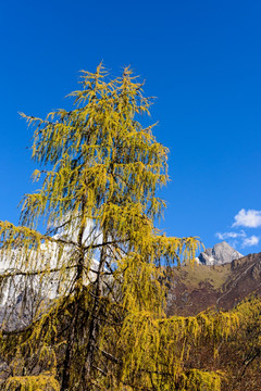 四姑娘山幺妹峰云杉树