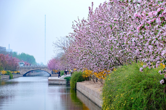 海棠花盛开的河边