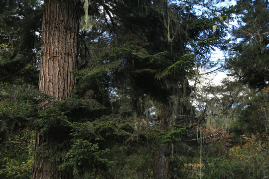 四川红杉树