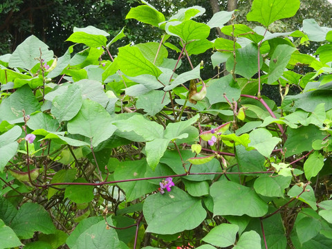 农家菜园 庄稼地 紫扁豆