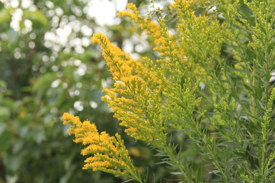 黄色花卉 花草