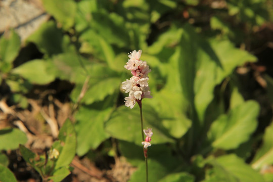 小白花