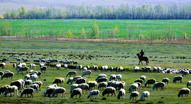 骑马放牧羊群