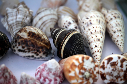 贝壳 海螺 摆件 艺术 海洋