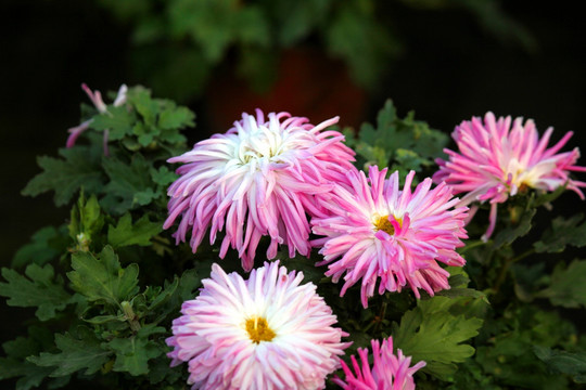 菊花 菊花素材 菊花背景 特写