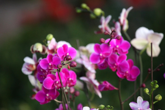 花 花素材 蝴蝶兰