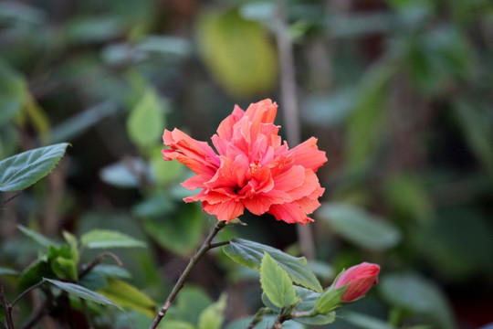 菊花 菊花素材