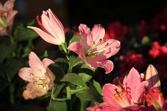 百合花 百合花素材