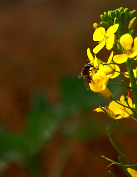 蜂花恋