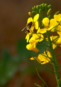 蜂花恋