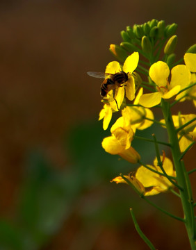 蜂花恋