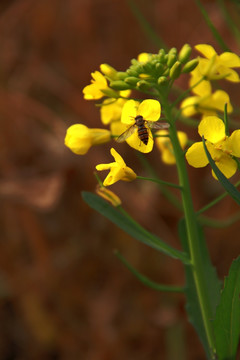 蜂花恋