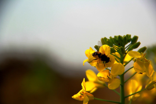 蜂花恋