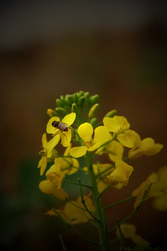 蜂花恋