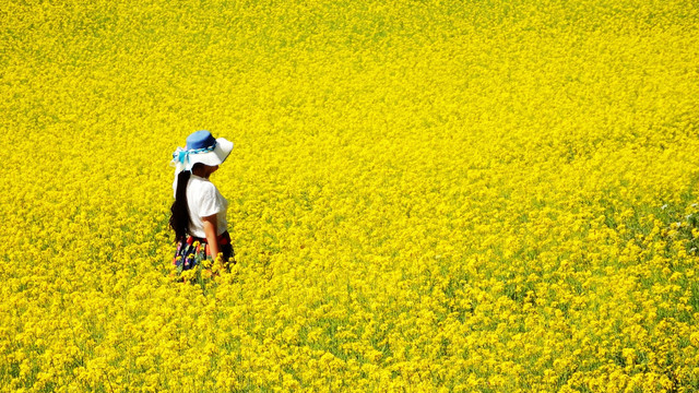 油菜花