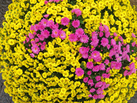 黄色粉色小菊花