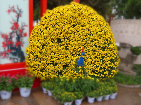 菊花孔雀开屏