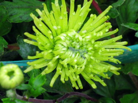 清新绿色菊花