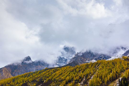 雪山云杉林