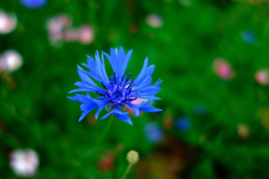 蓝色矢车菊