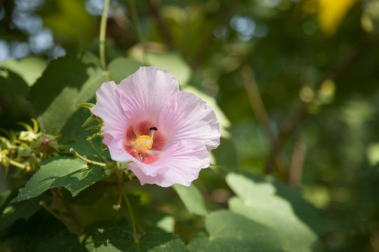 木芙蓉